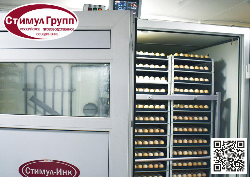 Основные этапы технологии инкубации