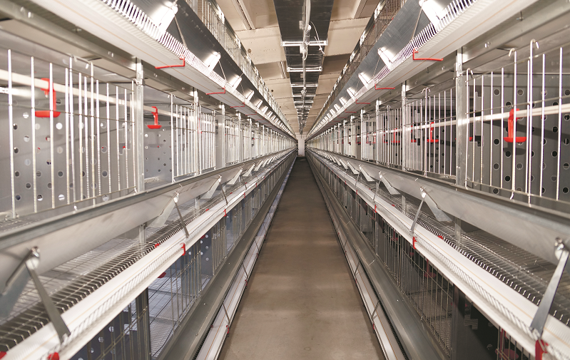 Птичник под "ключ"