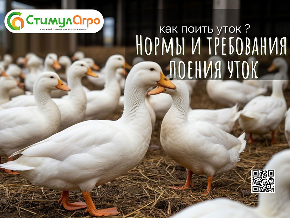 Как напоить уток? Требования и нормы поения Как напоить уток? Требования и нормы поения