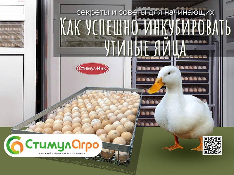 Как успешно инкубировать утиные яйца: секреты и советы для начинающих!