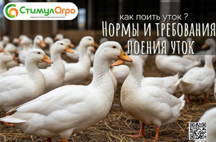 Как напоить уток? Требования и нормы поения