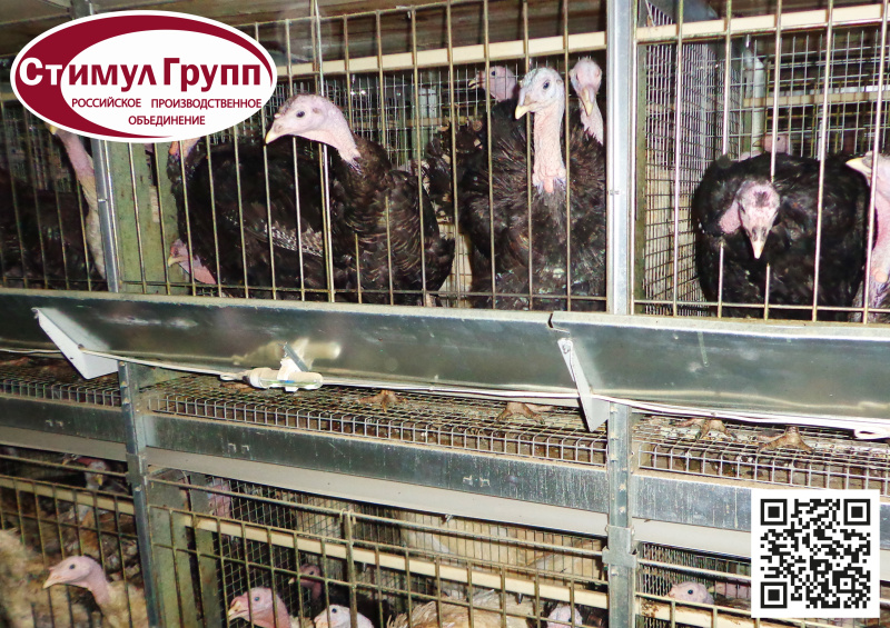 Выращивание индейки в клетке