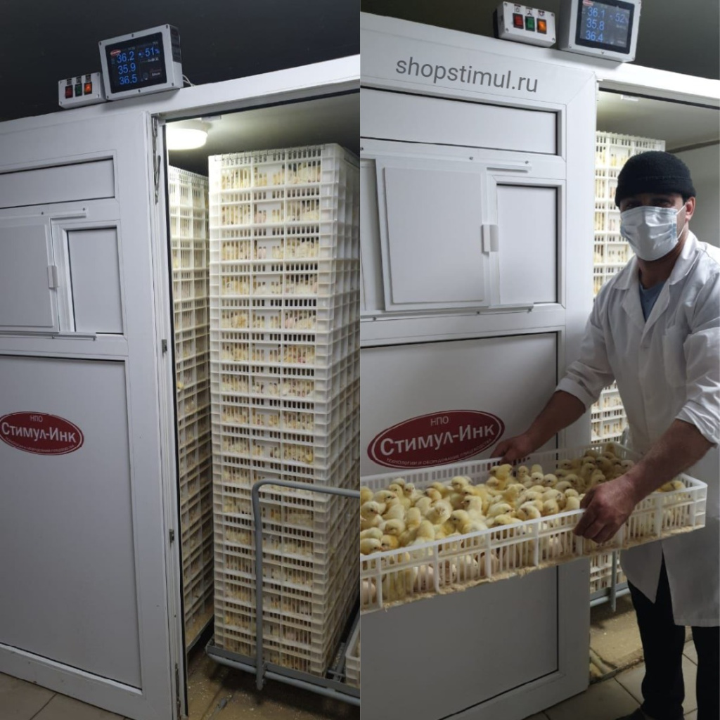 Выводной инкубатор с птицей.jpg