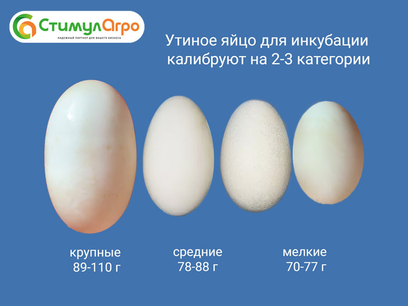 Калибровка-утиное-яйцо-для-инкубации.jpg