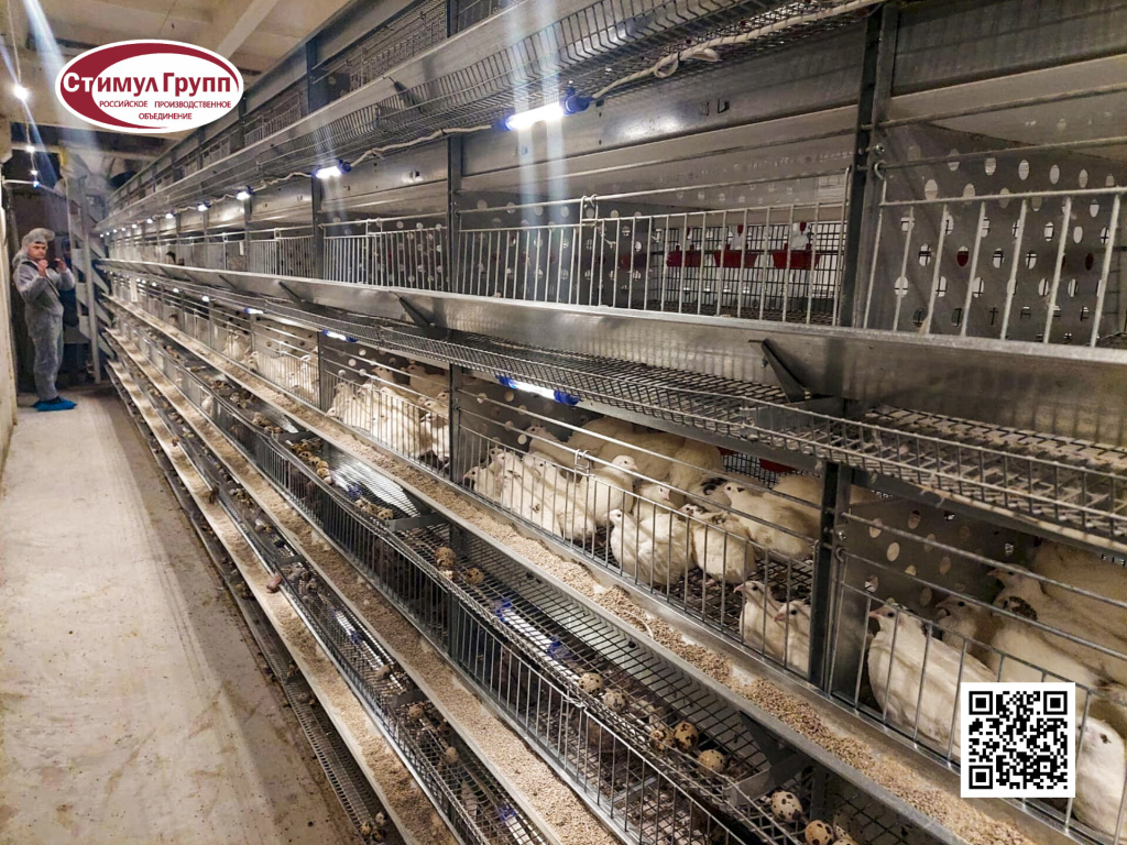 4.5 Клеточная батарея для перепелов смоленская область.jpg 4.5 Клеточная батарея для перепелов смоленская область.jpg