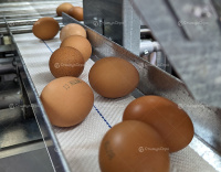 КБН клеточная батарея для содержания кур несушек от магазина Shopstimul