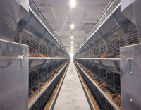 КБЛ клеточная батарея для содержания бройлера, ремонтного молодняка от магазина Shopstimul
