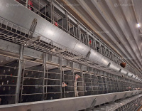 КБР-И клеточная батарея для индивидуального содержания родительского стада от магазина Shopstimul