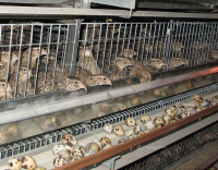 КБП-Н клеточная батарея для содержания перепела на яйцо от магазина Shopstimul