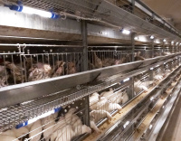 КБП-Н клеточная батарея для содержания перепела на яйцо от магазина Shopstimul